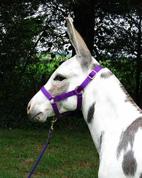 Critter Haven Farm Miniature Donkeys